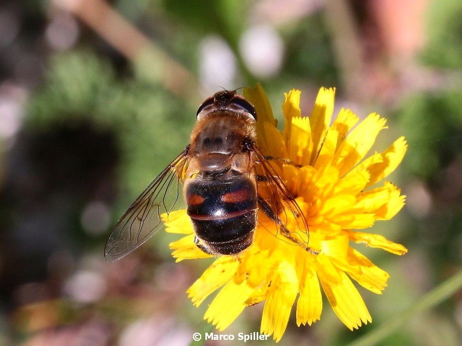 Eristalis tenax